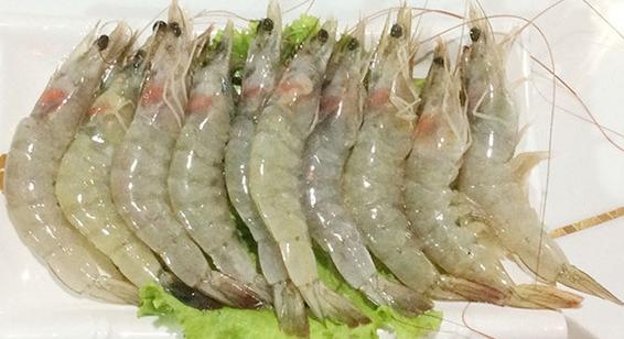 作为一个专注 冻虾批发, 进口虾批发16年的优鲜港水产食品